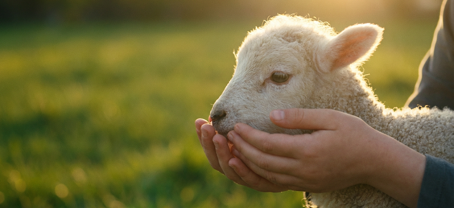 Bienaventurados los mansos